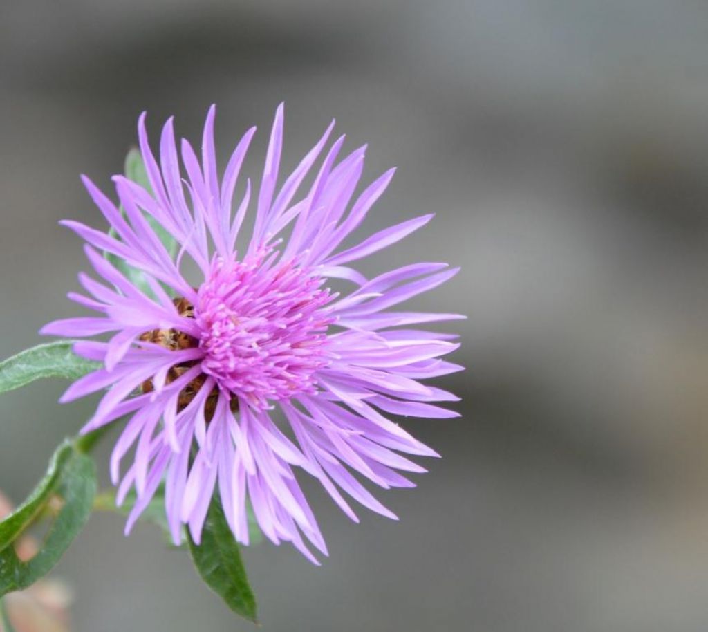 Centaurea cfr. nigra